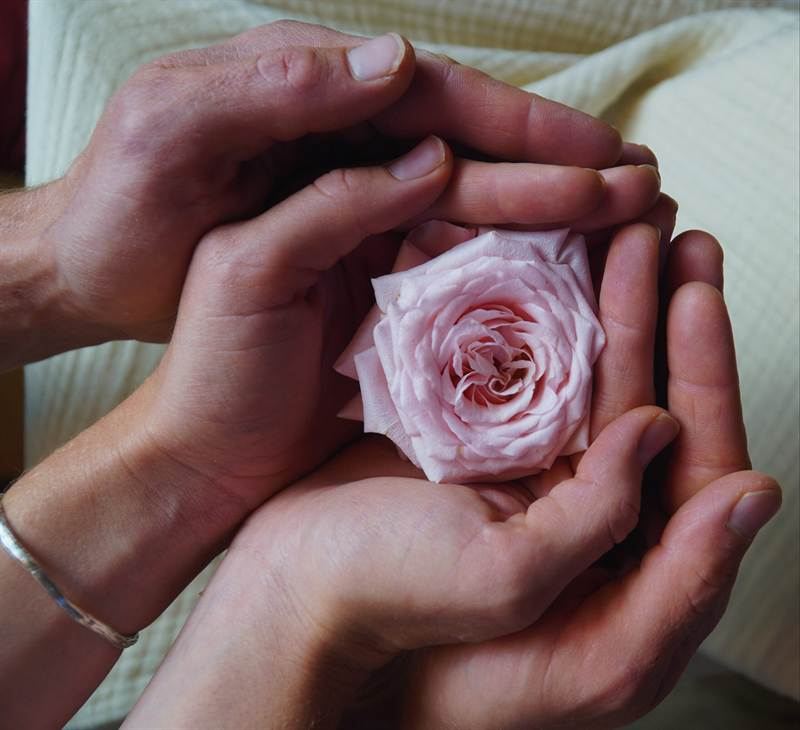 Zwei Hände halten eine Rose